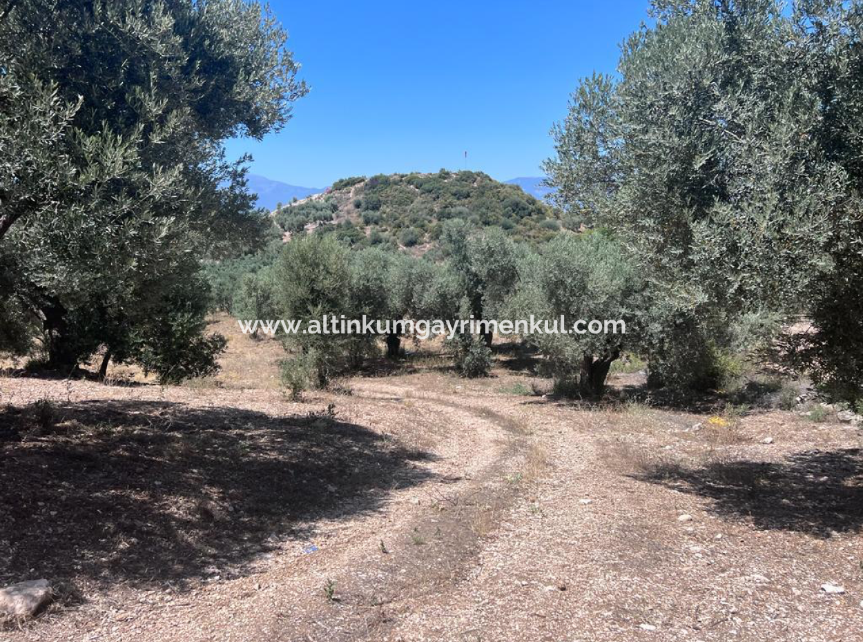 Didim Balat Zu Verkaufen 3870M2 Olivenhain