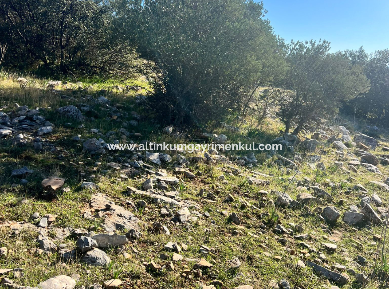 Grundstück Mit Meerblick Zum Verkauf In Didim Fevzipaşa