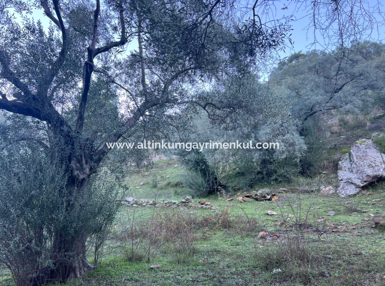 2500M2 Olivenhain Zum Verkauf In Milas Hacıahmetler