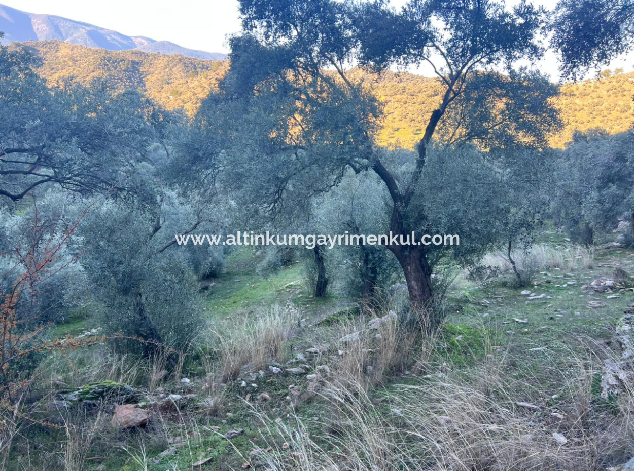 2500M2 Olivenhain Zum Verkauf In Milas Hacıahmetler