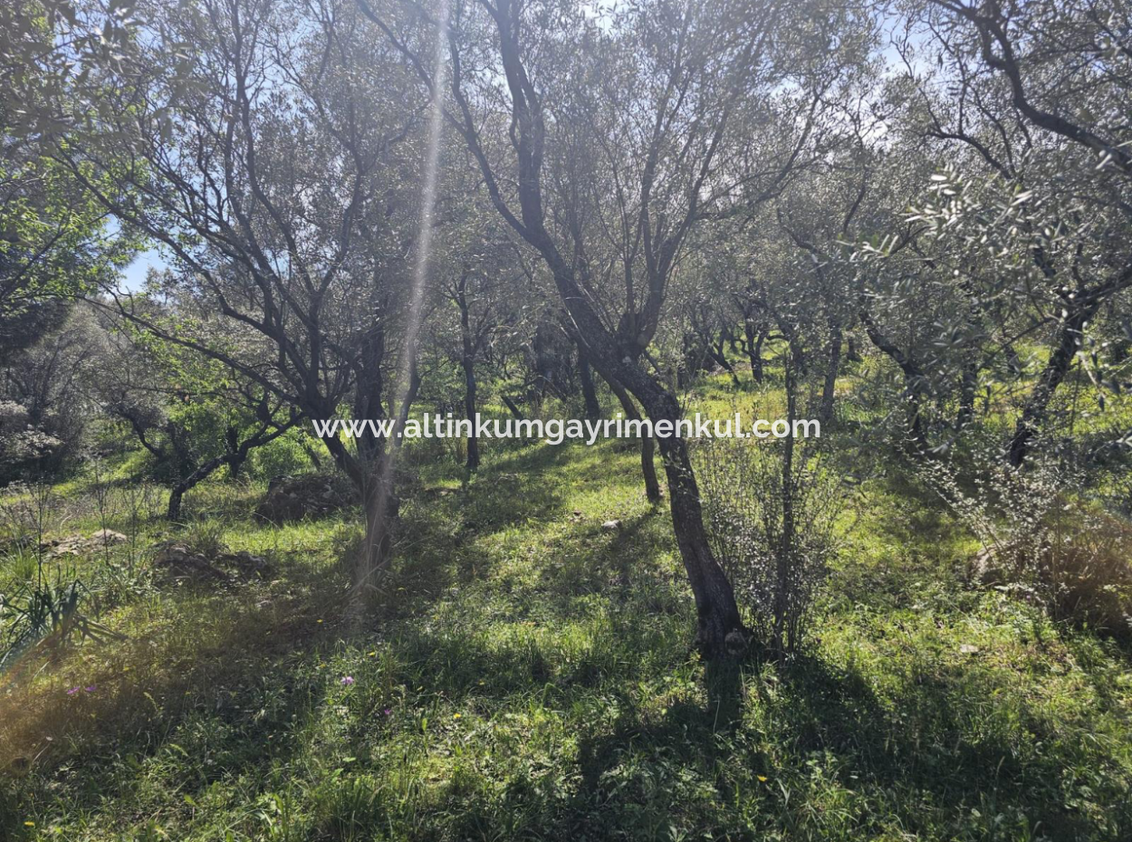 Milas Egridere Satilik Arazi