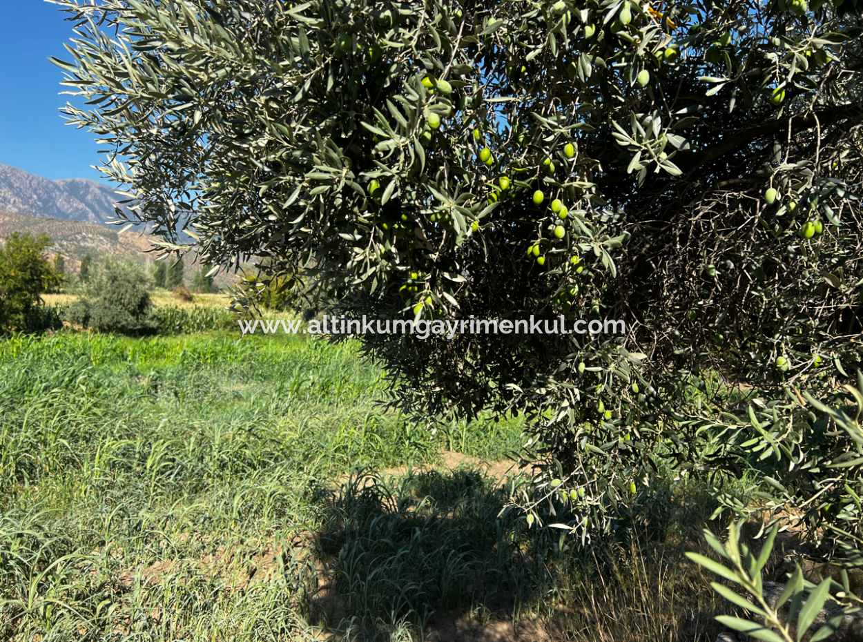 Milas Bafa Investment Olive Grove For Sale