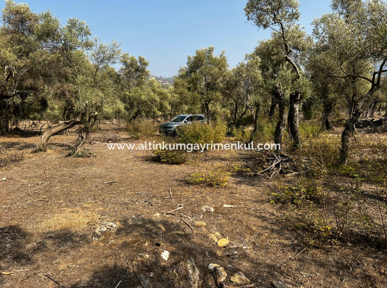 Milas Bafa Bargain Olive Grove For Sale