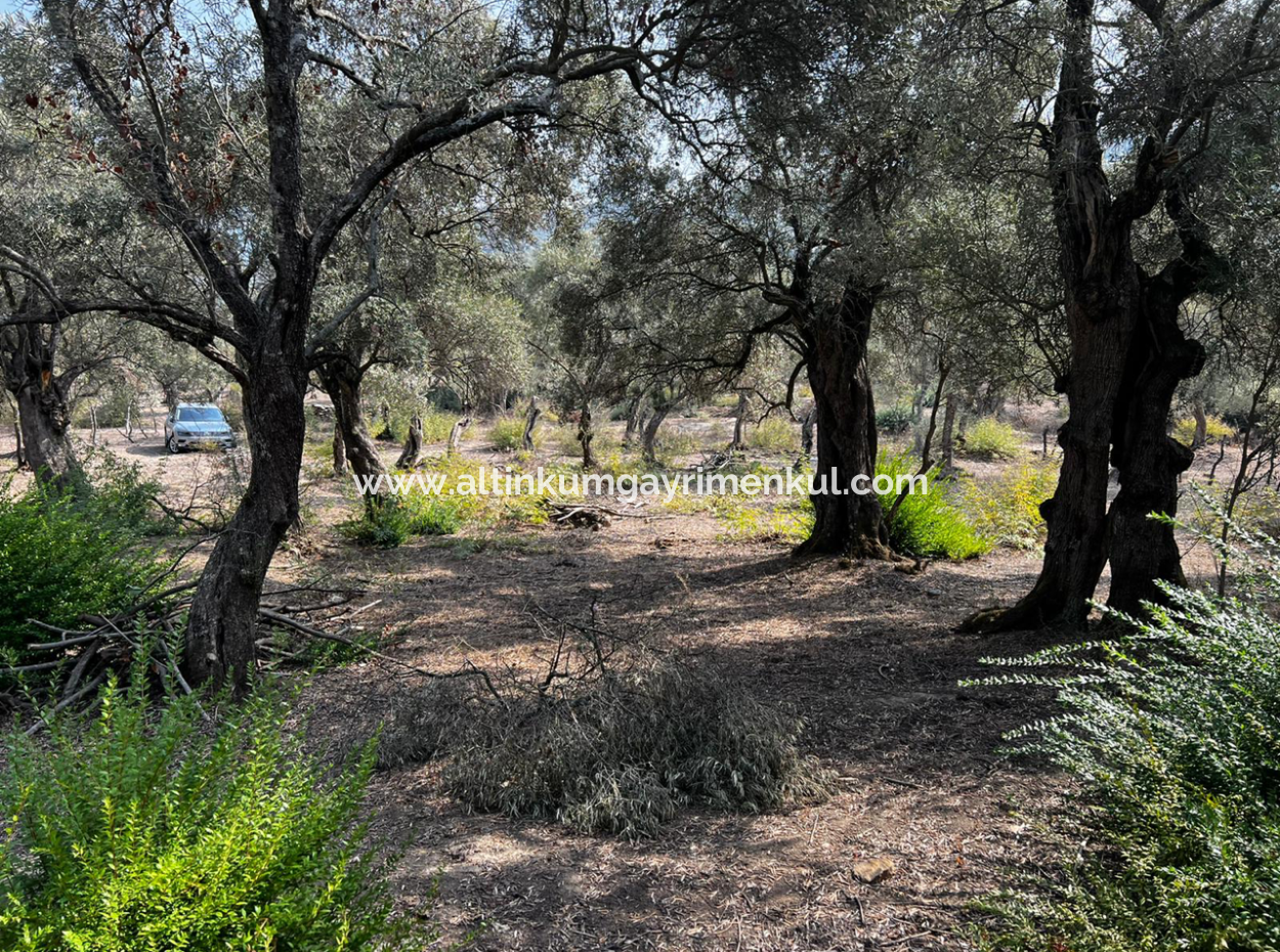 Milas Bafa Bargain Olive Grove For Sale