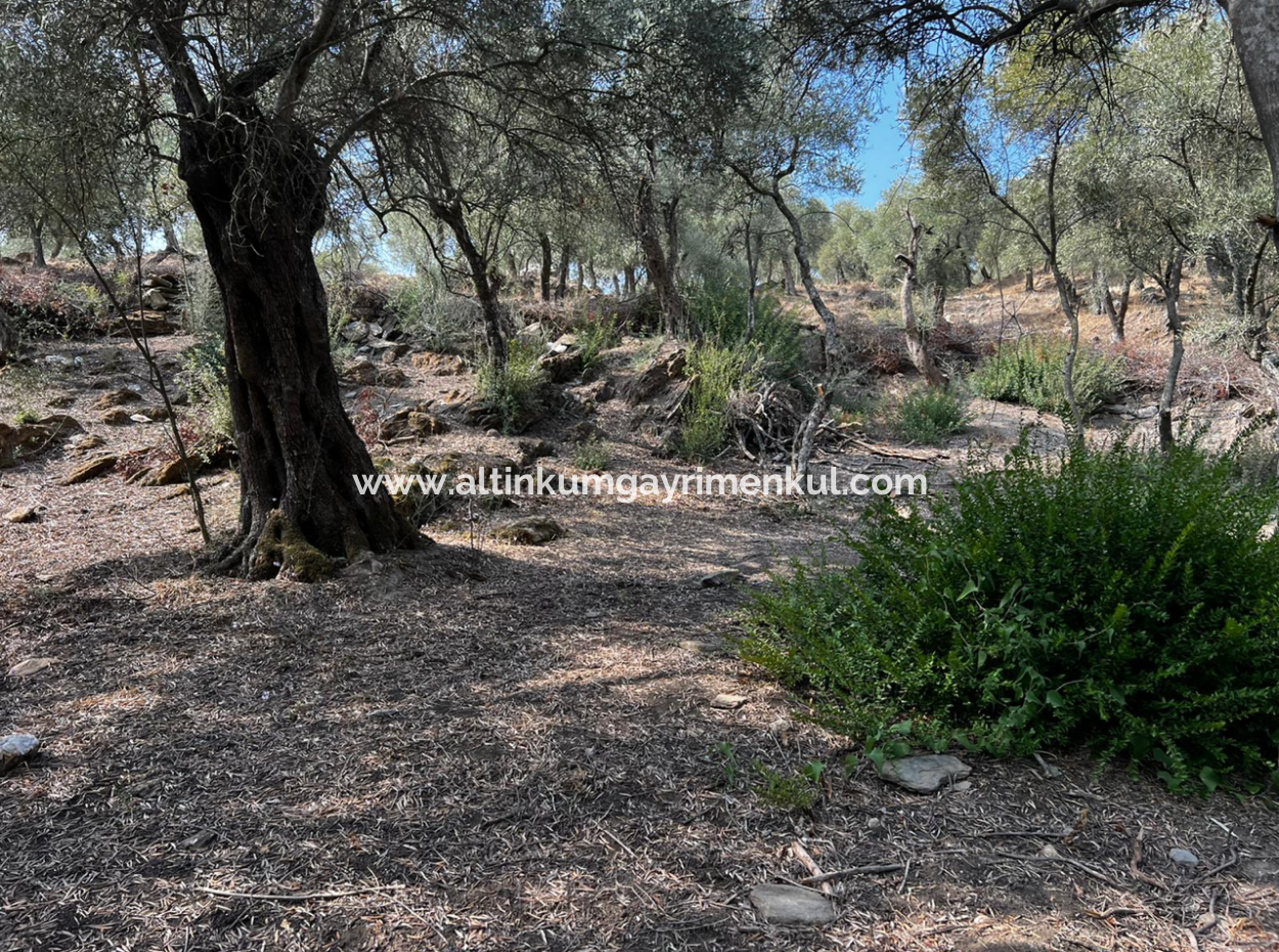 Milas Bafa Bargain Olive Grove For Sale