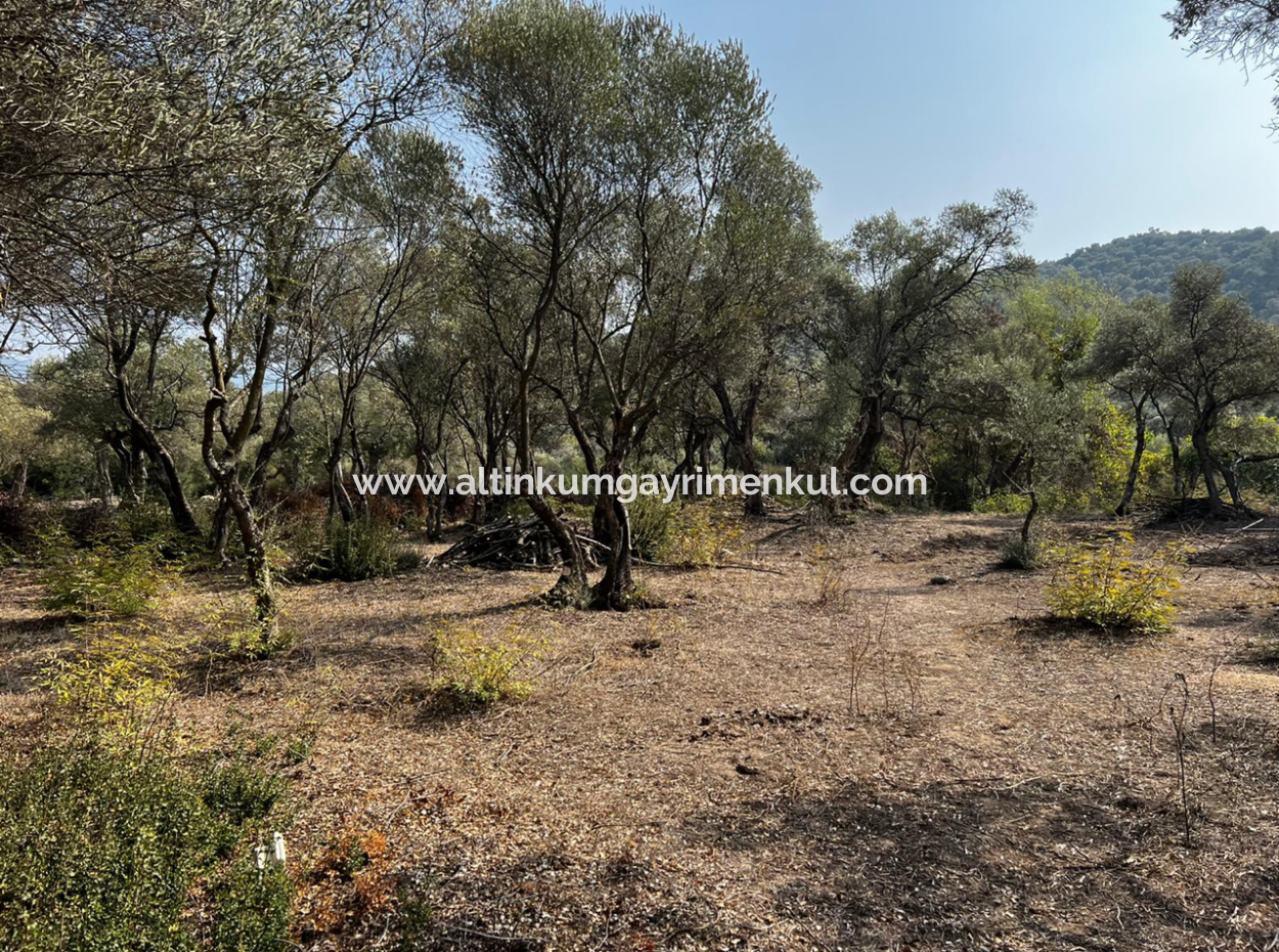 Milas Bafa Bargain Olive Grove For Sale