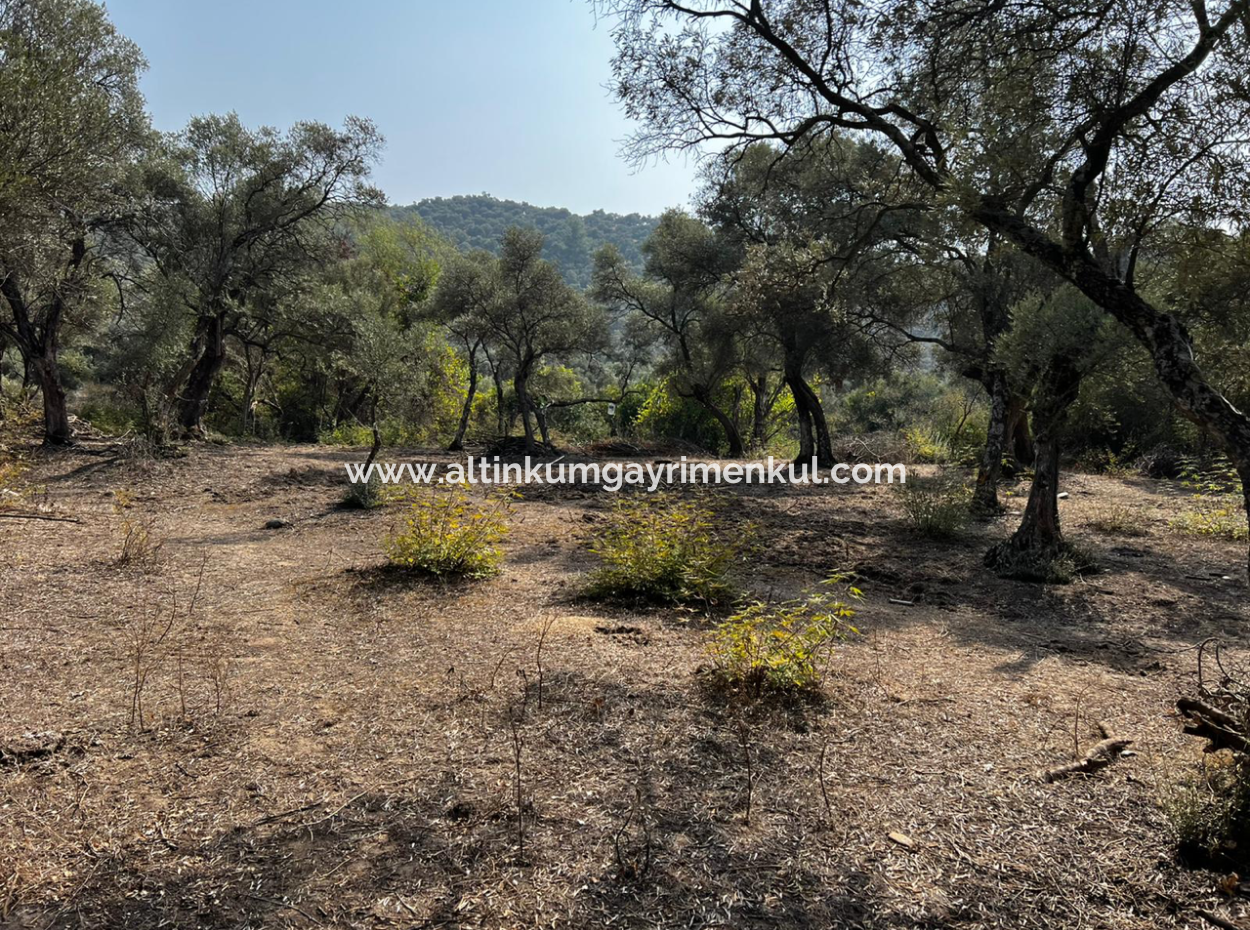 Milas Bafa Bargain Olive Grove For Sale