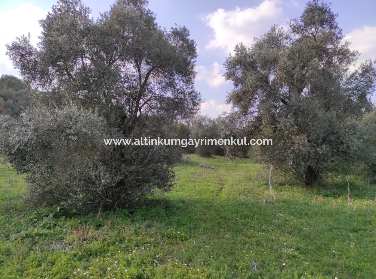 Milas Danisment 3150M2 Land For Sale