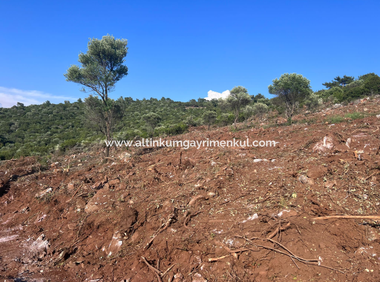 Didim Akyeniköy 5500M2 Land For Sale