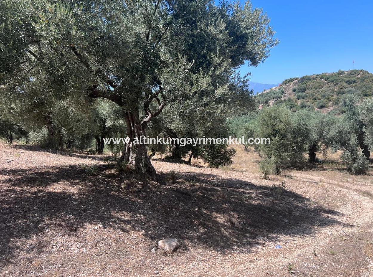 Didim Balat For Sale 3870M2 Olive Grove