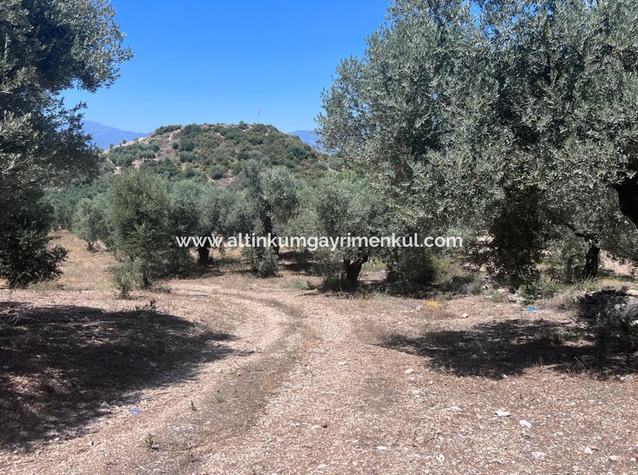 Didim Balat For Sale 3870M2 Olive Grove