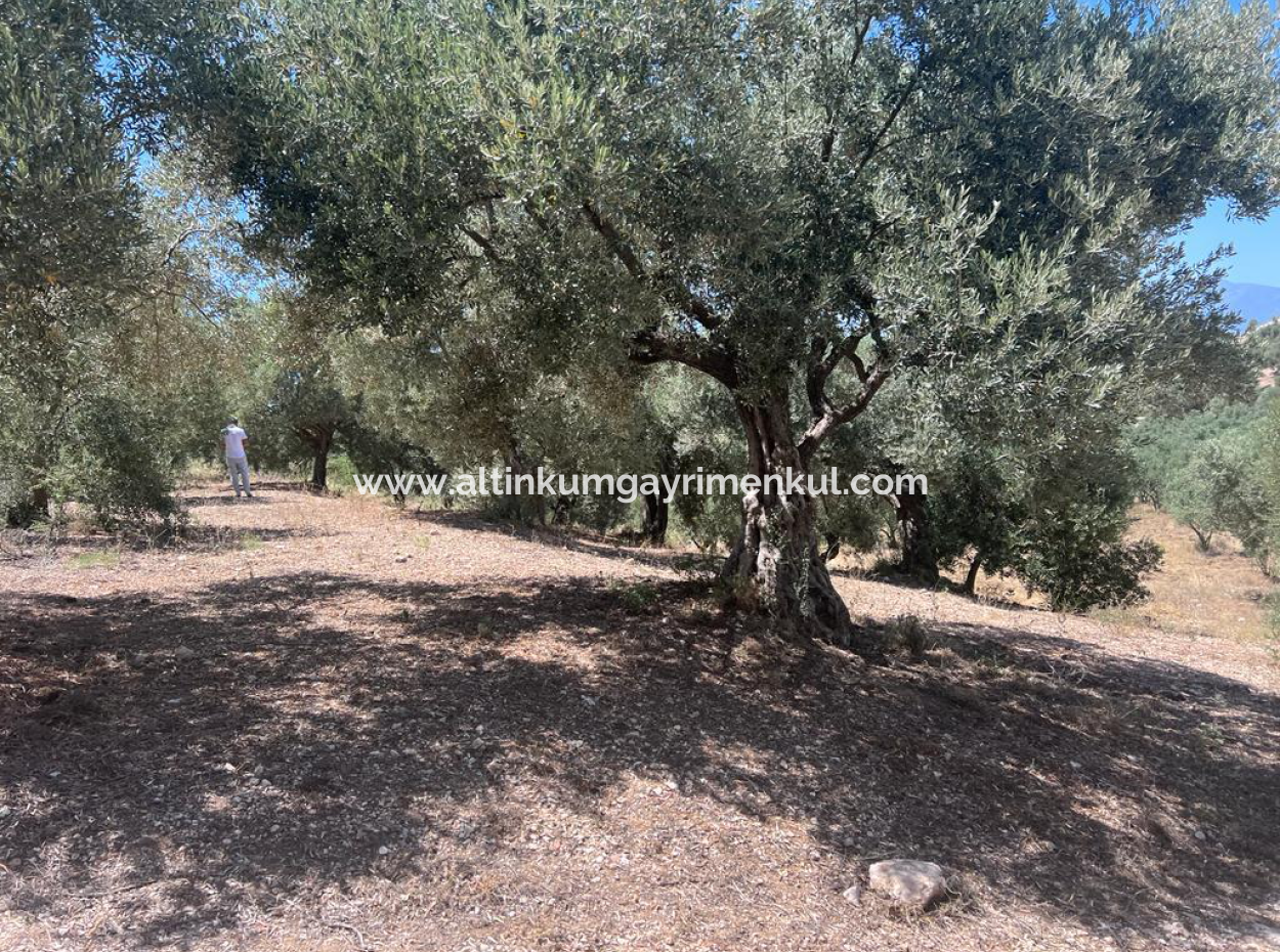 Didim Balat For Sale 3870M2 Olive Grove
