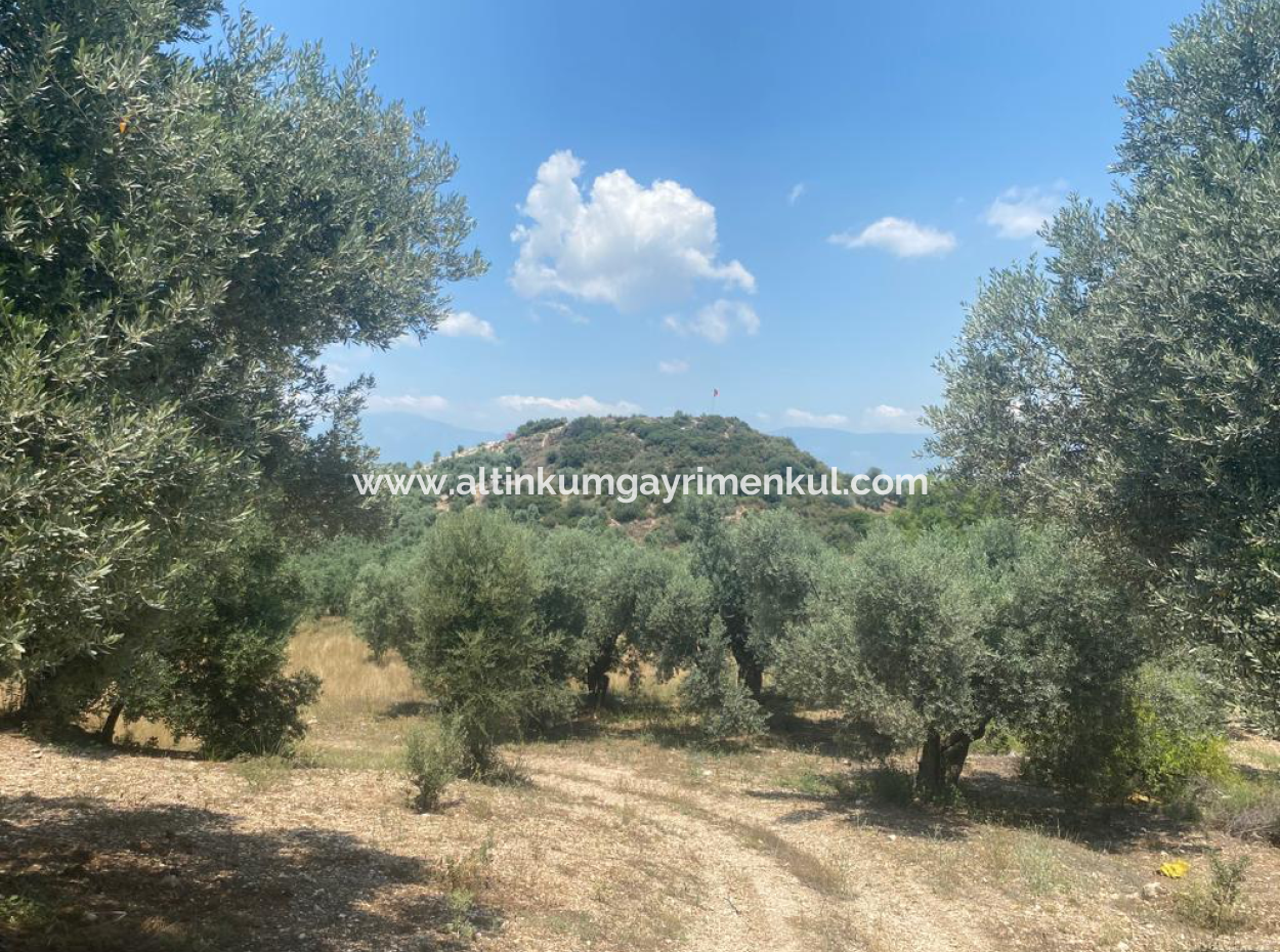 Didim Balat For Sale 3870M2 Olive Grove