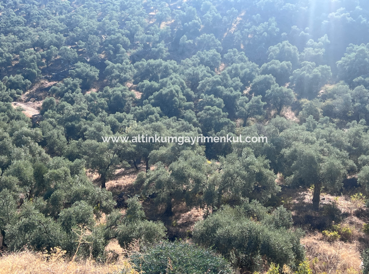 Milas Pinarcik Olive Grove For Sale