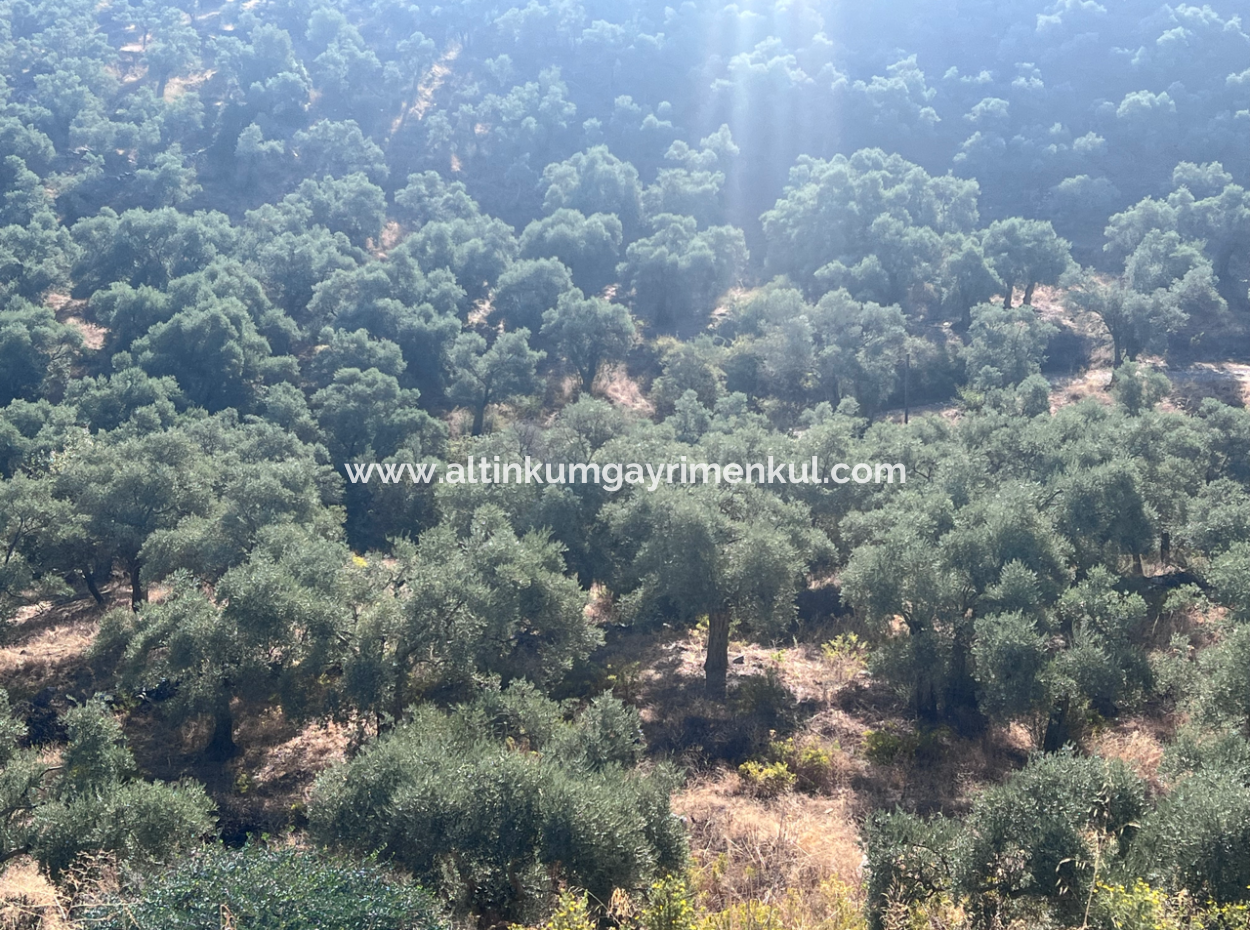 Milas Pinarcik Olive Grove For Sale