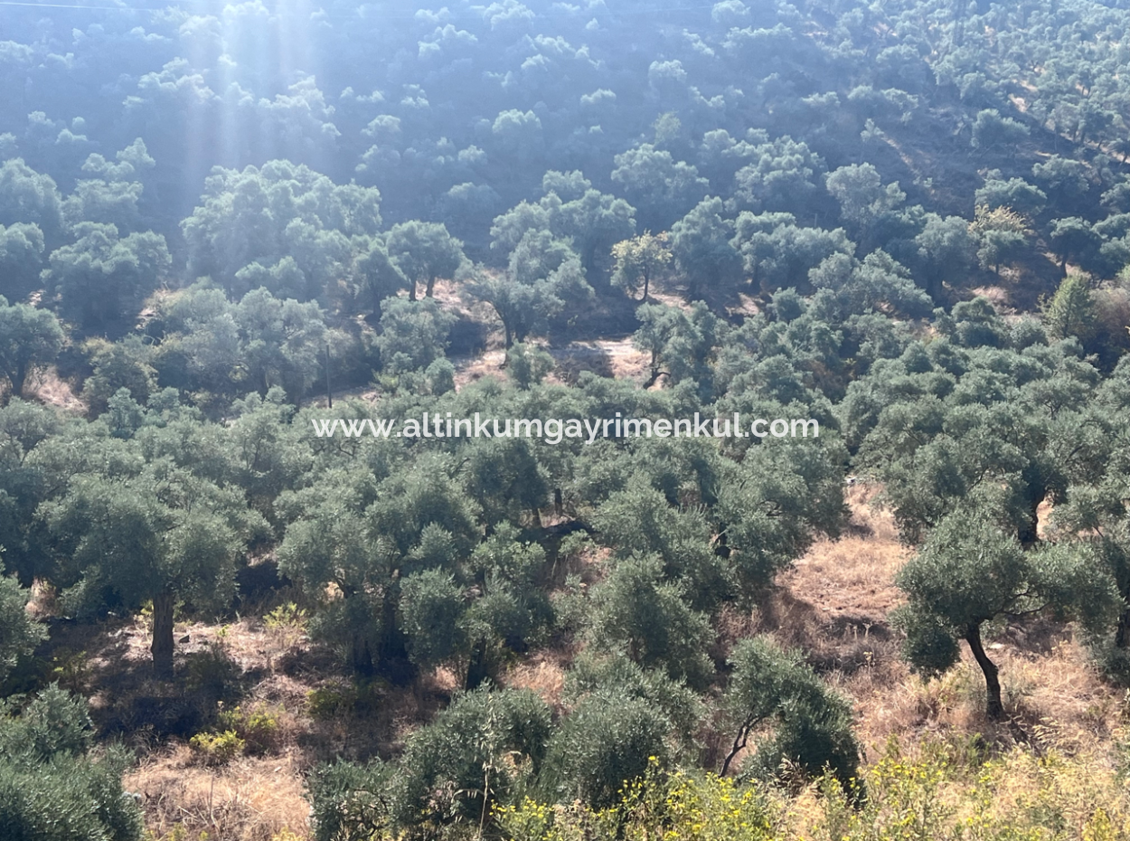 Milas Pinarcik Olive Grove For Sale