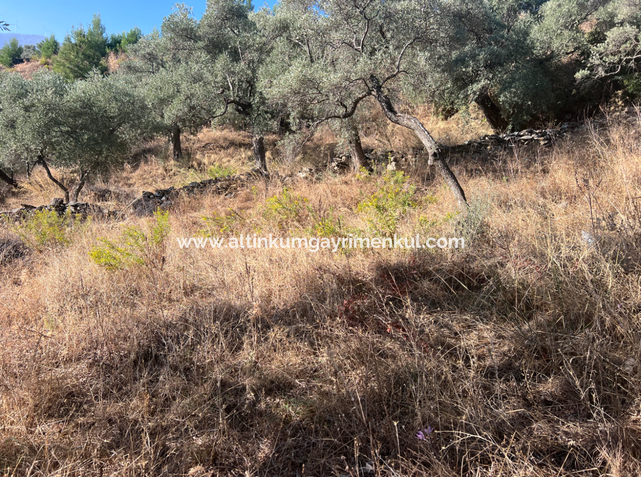 Milas Pinarcik Olive Grove For Sale