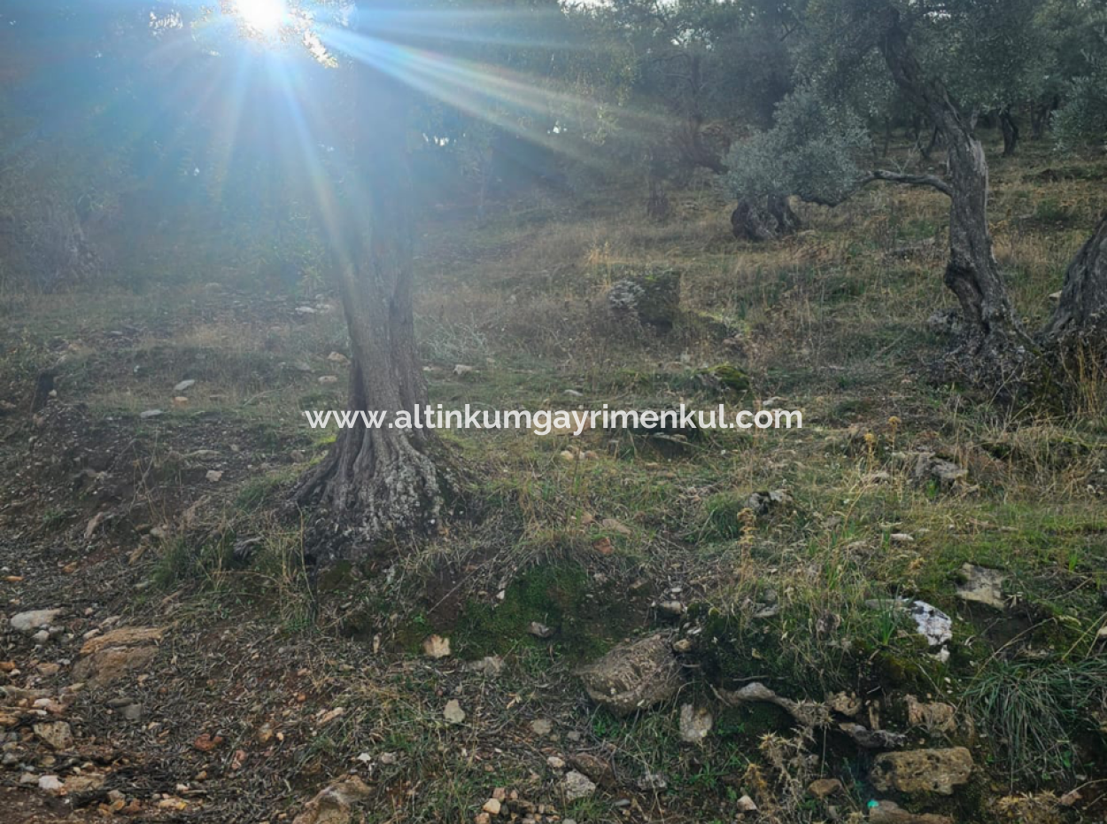 Milas Pinarcik Olive Grove For Sale