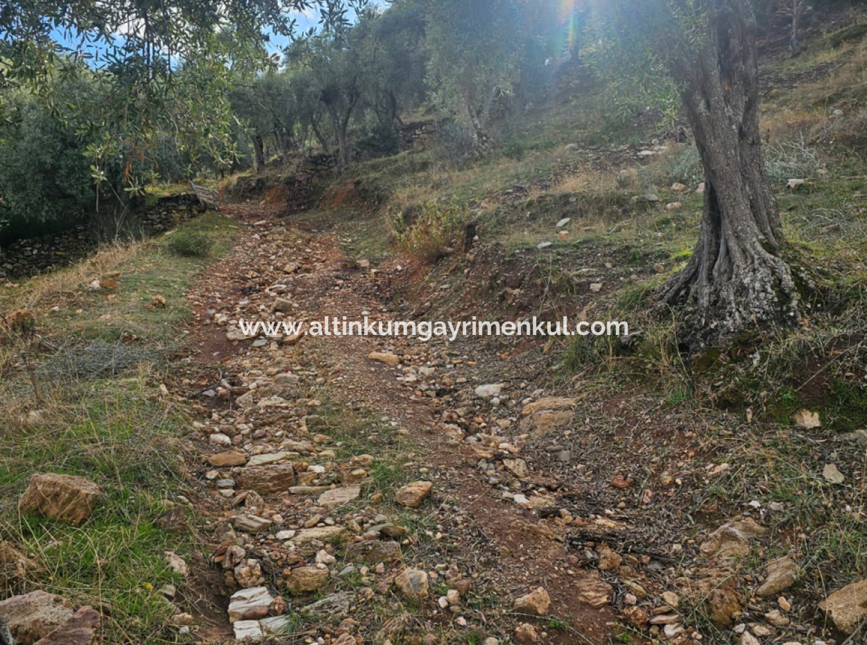 Milas Pinarcik Olive Grove For Sale