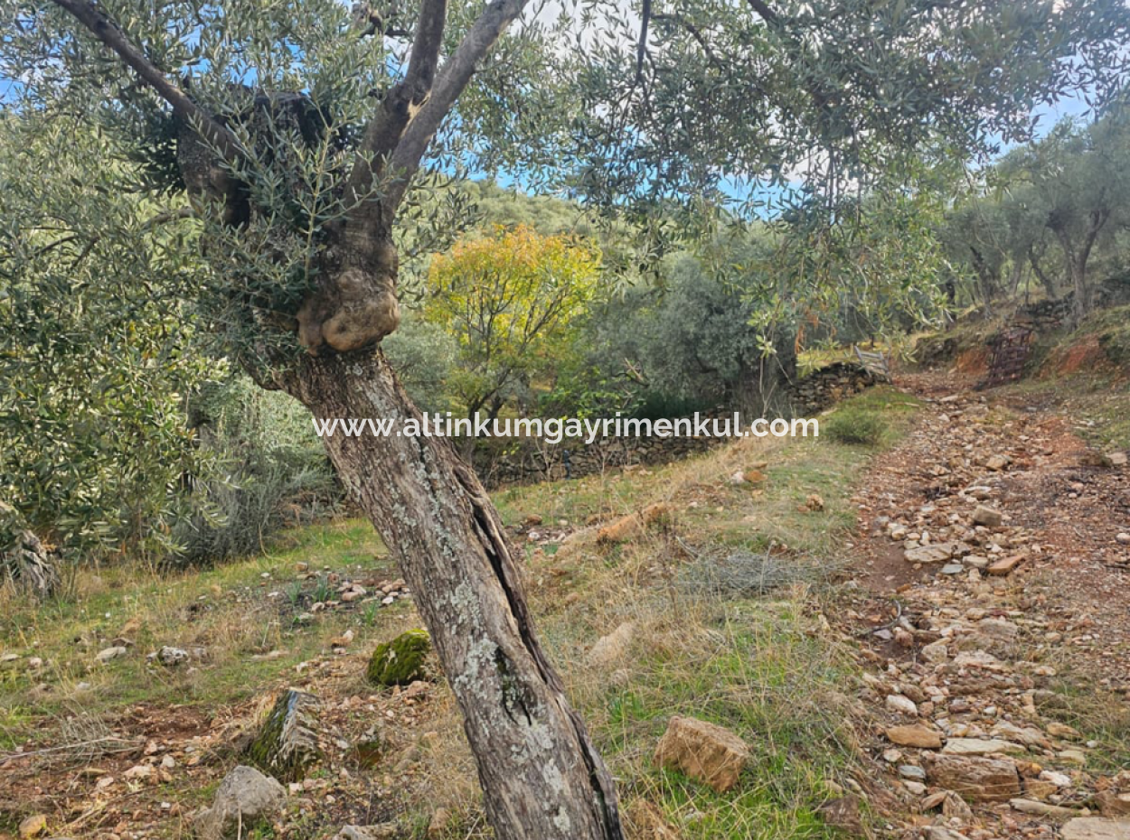 Milas Pinarcik Olive Grove For Sale