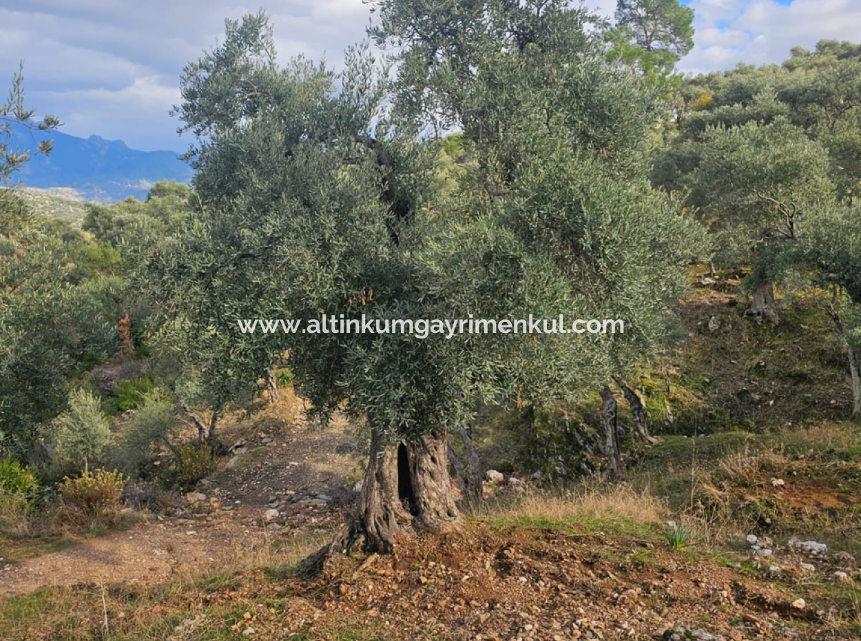 Milas Pinarcik Olive Grove For Sale