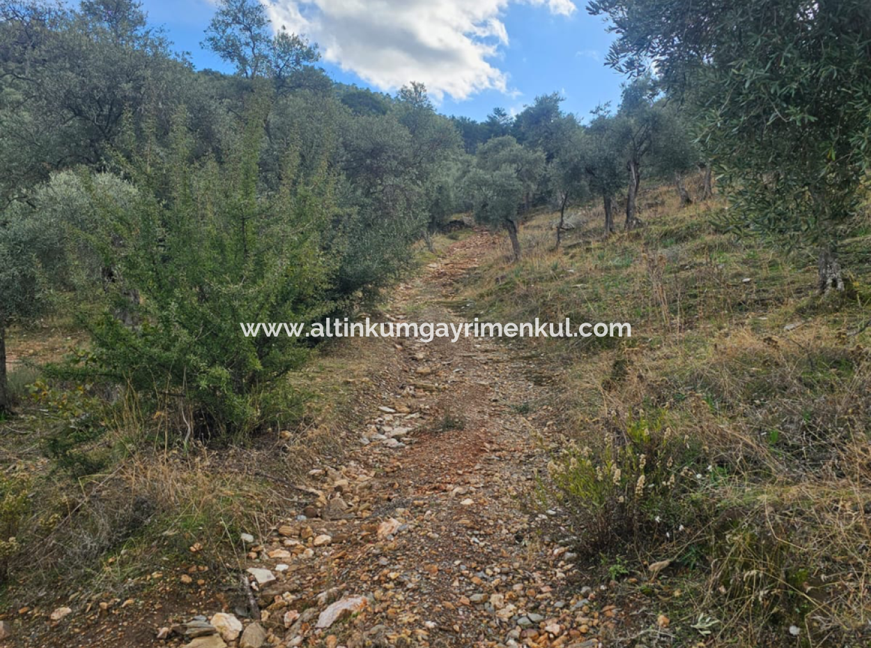 Milas Pinarcik Olive Grove For Sale