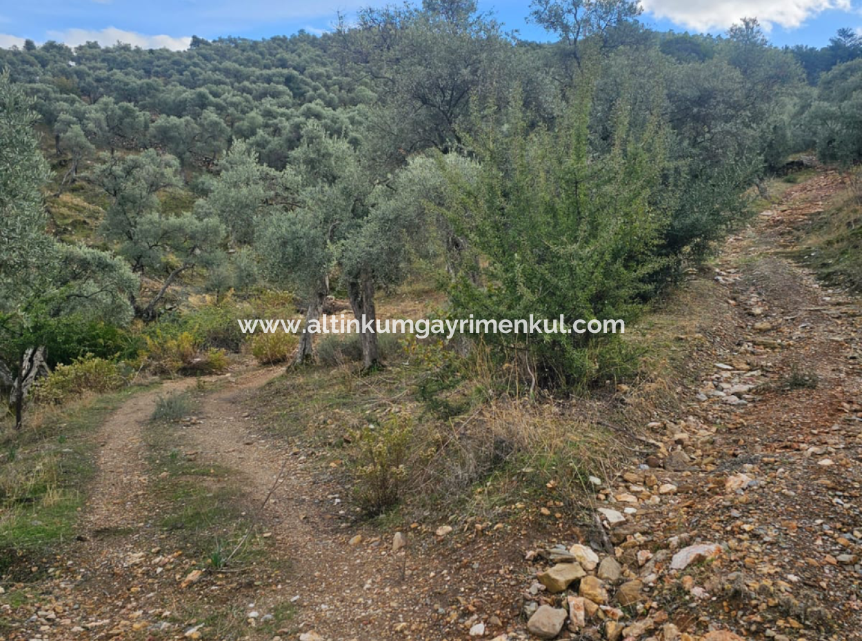 Milas Pinarcik Olive Grove For Sale