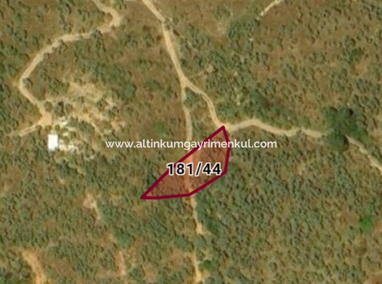 Milas Pinarcik Olive Grove For Sale