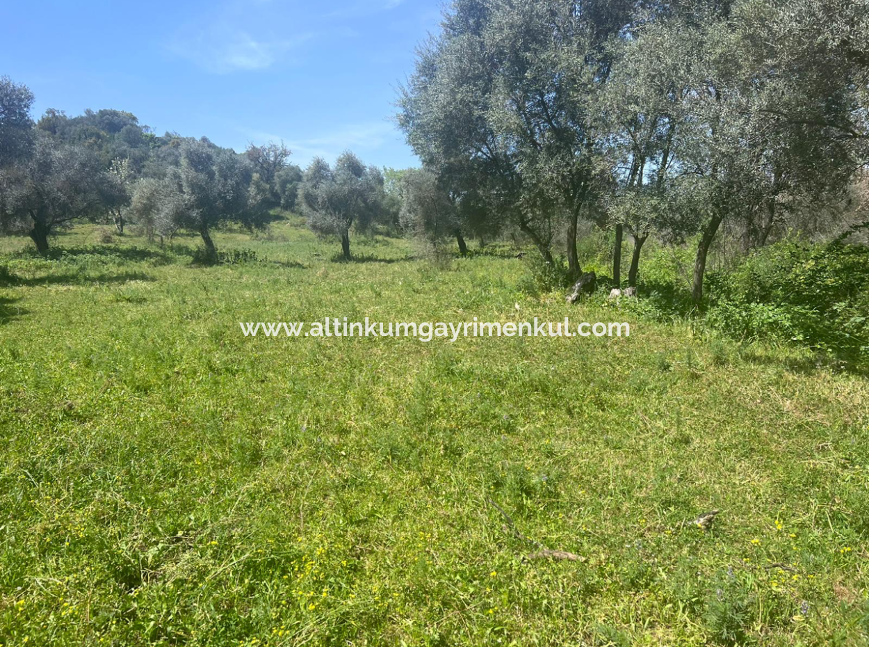 Investment Land For Sale In Milas Danisment