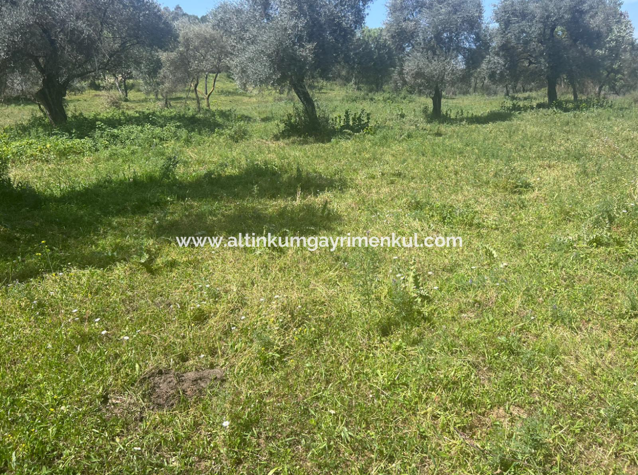 Investment Land For Sale In Milas Danisment