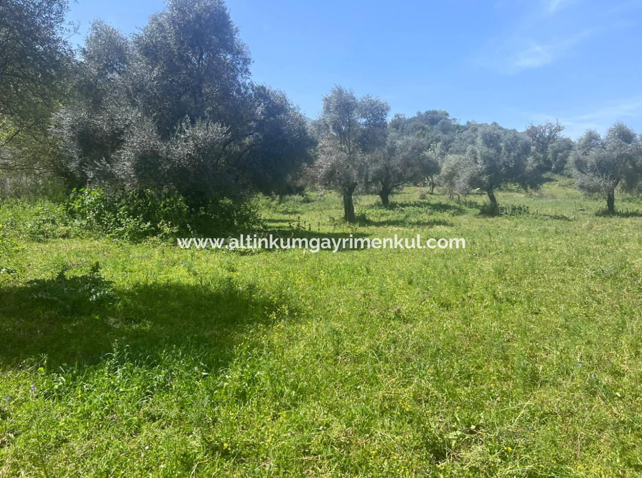 Investment Land For Sale In Milas Danisment