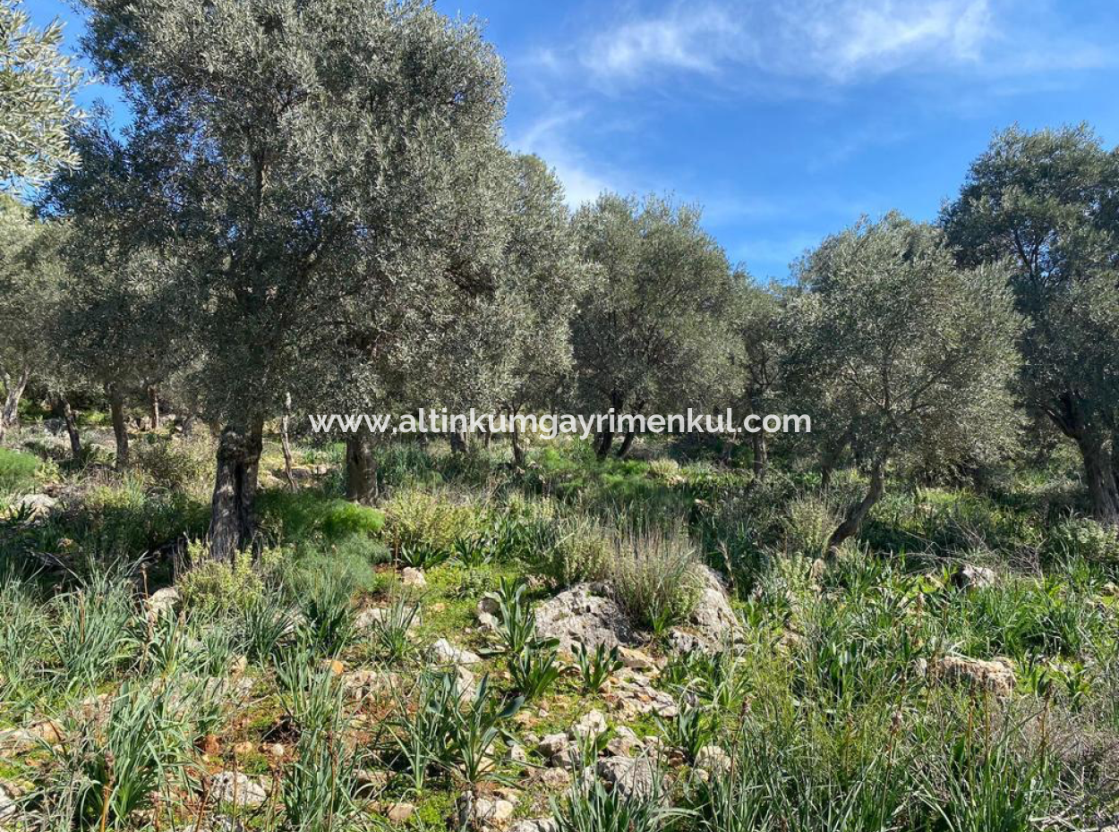 Four Acres Of Olive Grove For Sale In Mugla Milas Karakuyu