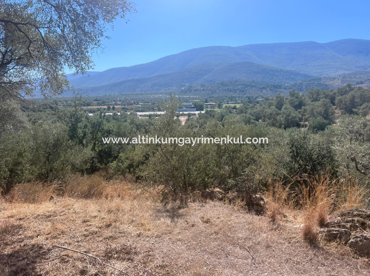 Olive Grove For Sale In Milas Ekindere
