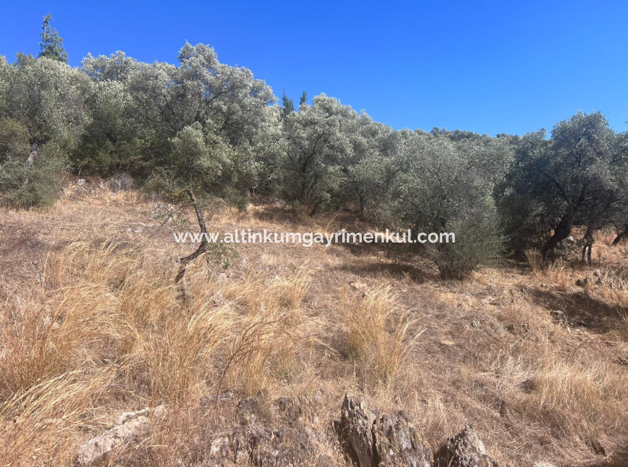 Olive Grove For Sale In Milas Ekindere