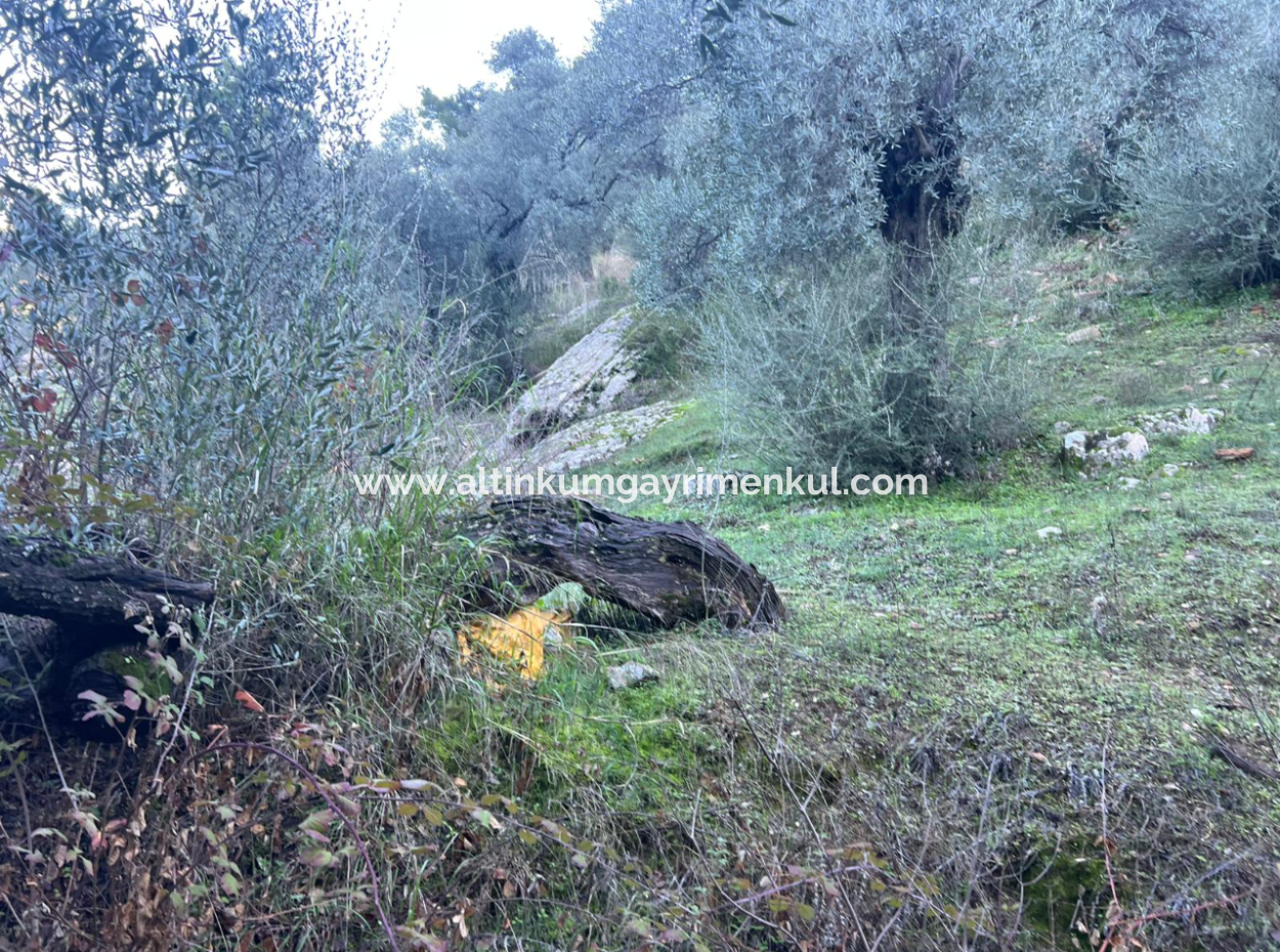 2500M2 Olive Grove For Sale In Milas Hacıahmetler