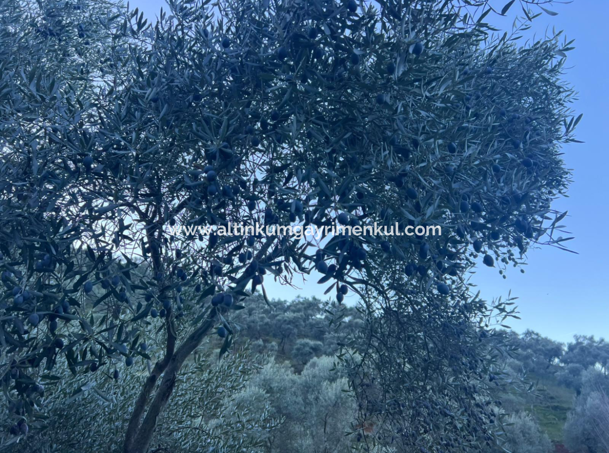 2500M2 Olive Grove For Sale In Milas Hacıahmetler