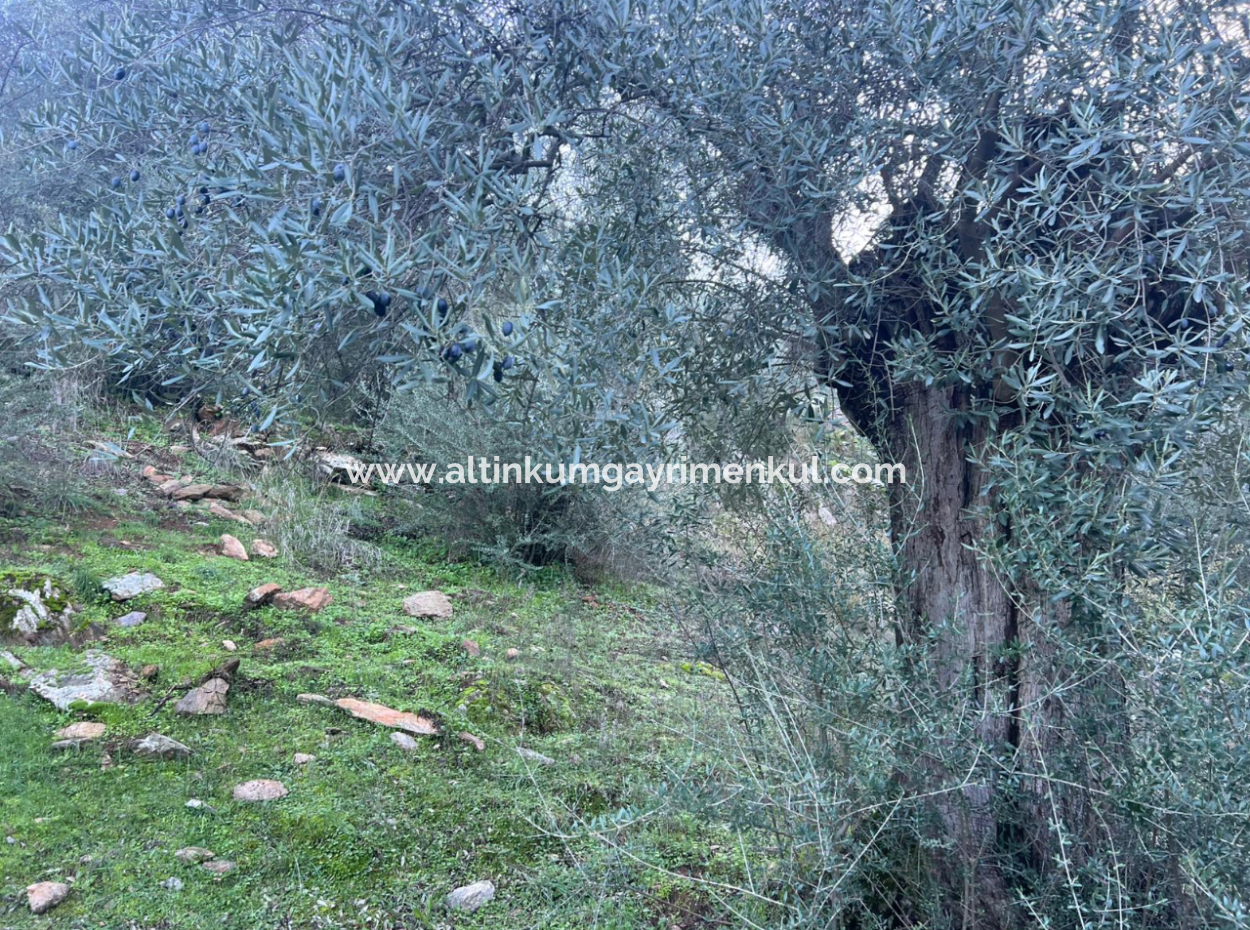 2500M2 Olive Grove For Sale In Milas Hacıahmetler