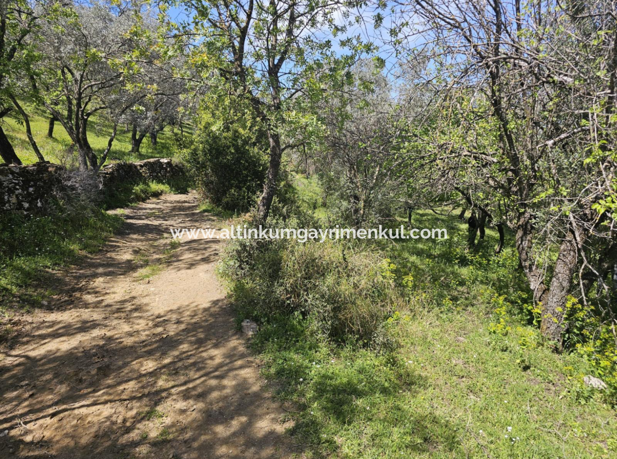 Milas Egridere Satilik Arazi