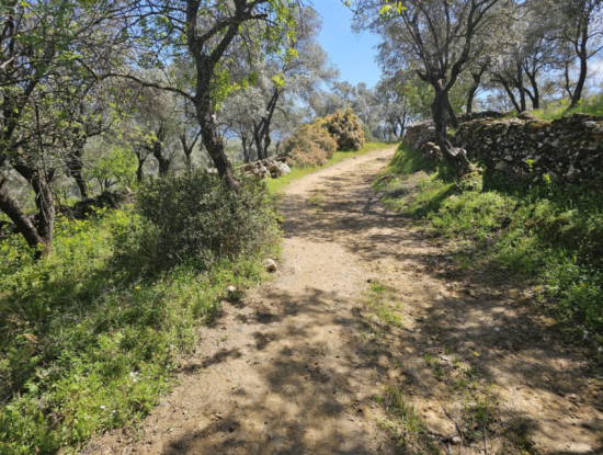 Milas Egridere Satilik Arazi