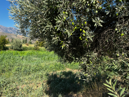 Milas Bafa Investment Olive Grove For Sale