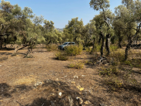 Milas Bafa Bargain Olive Grove For Sale