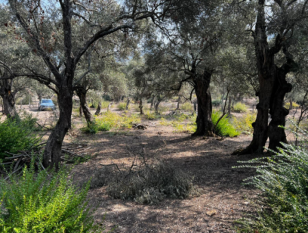 Milas Bafa Bargain Olive Grove For Sale