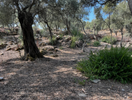 Milas Bafa Bargain Olive Grove For Sale