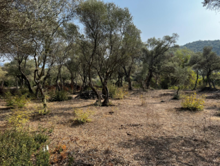 Milas Bafa Bargain Olive Grove For Sale