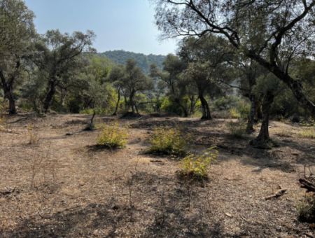 Milas Bafa Bargain Olive Grove For Sale