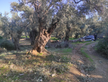 Milas Pinarcik For Sale 2500M2 Olive Grove