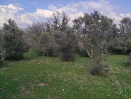 Milas Danisment 3150M2 Land For Sale