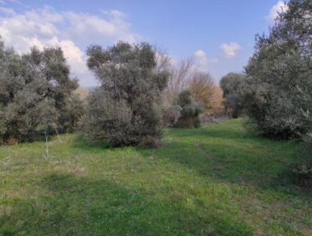 Milas Danisment 3150M2 Land For Sale