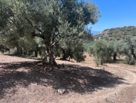 Didim Balat For Sale 3870M2 Olive Grove