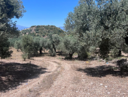 Didim Balat For Sale 3870M2 Olive Grove